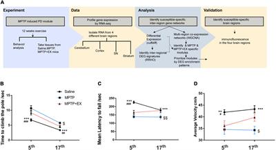 Transcriptional Profiling Reveals Brain Region-Specific Gene Networks Regulated in Exercise in a Mouse Model of Parkinson’s Disease